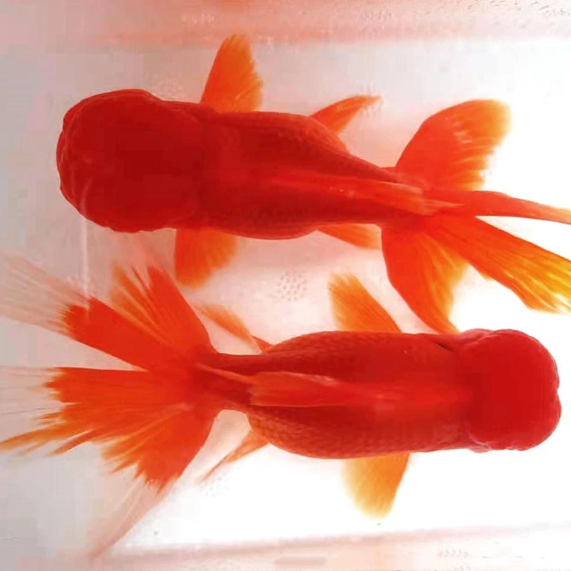 招财狮子头金鱼鸿运当头鱼苗龙睛冷水鱼红狮鹤顶红小型冷水观赏鱼