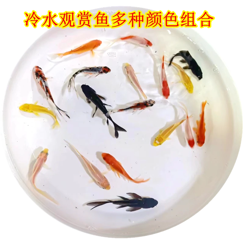 淡水观赏鱼冷水小金鱼鱼苗草金锦鲫耐活黄金锦鲤无需金鱼观赏鱼