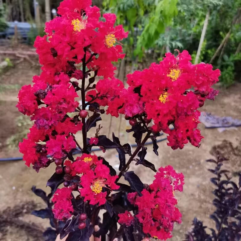一个迷人的鲜花元