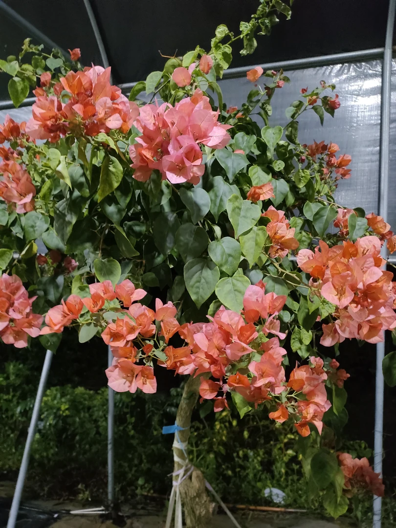 三角梅，直播一物一拍，补差价专用链接