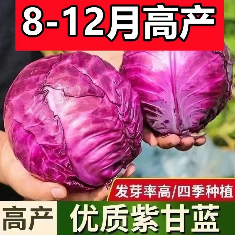 紫甘蓝种子紫色卷心菜紫包菜庭院阳台蔬菜种子四季
