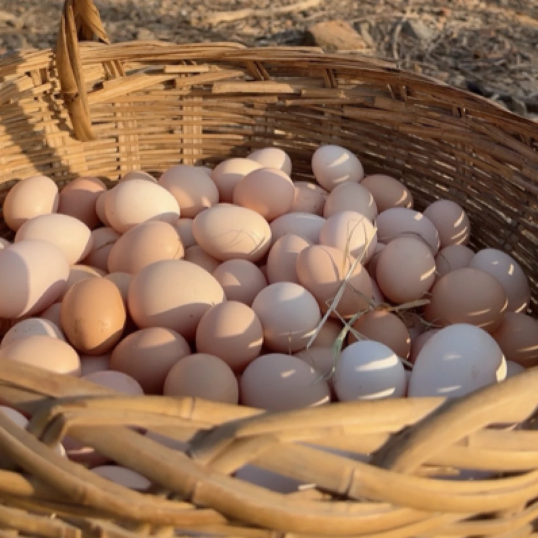 宝力金正宗散养土鸡蛋，草鸡蛋50枚