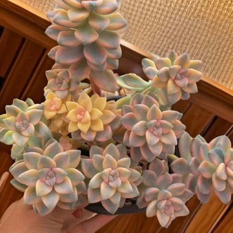 美杏锦  新手必拍 好看好养 多肉植物云南昆明发货