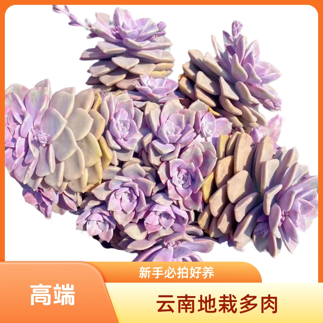 地栽紫乐 新手必拍 好看好养 多肉植物云南昆明发货