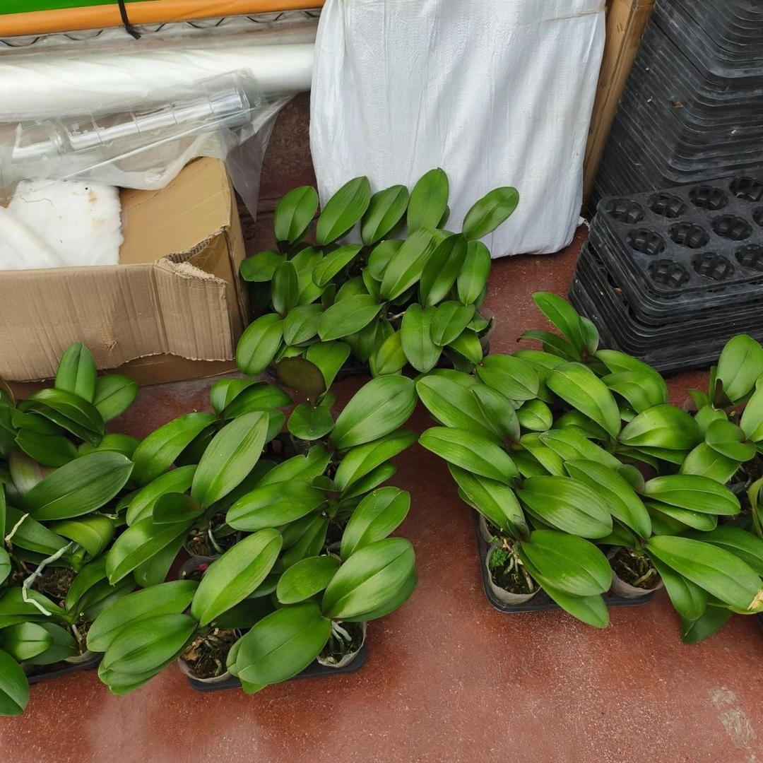 蝴蝶兰【花后苗】不带花剑乌饭树