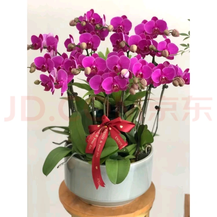 精品蝴蝶兰好养耐开福星