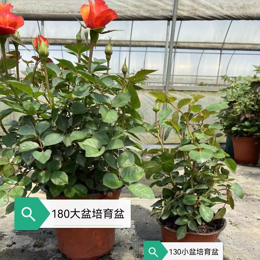 大盆玫瑰月季盆栽多季开花（福袋专用）
