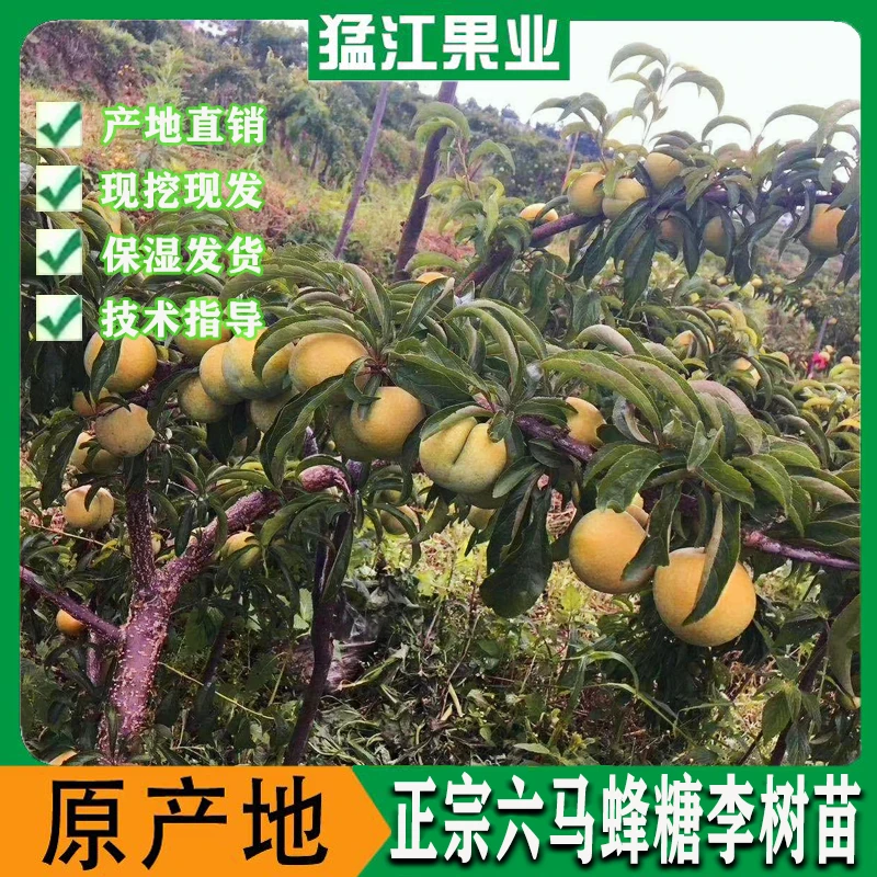 贵州正宗六马蜂糖李子树苗 盆栽地栽正宗蜂糖李 原产地直发
