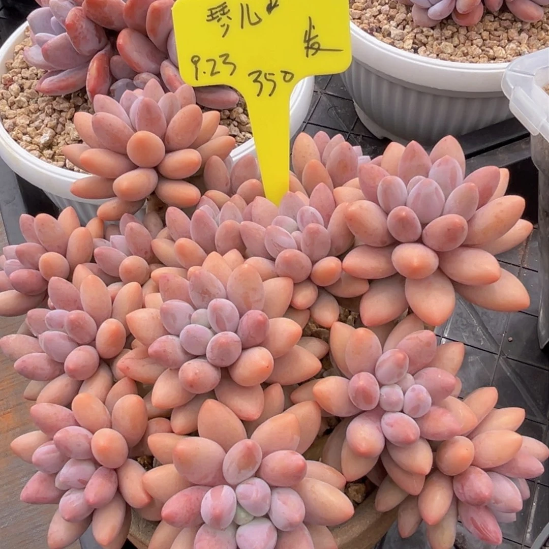 张张精品多肉琴儿