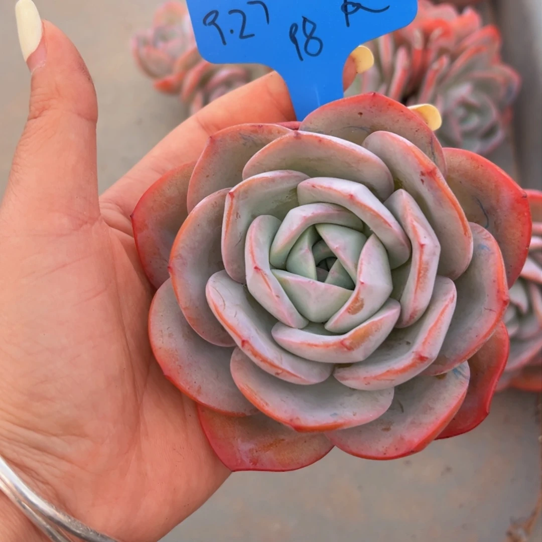 张张精品多肉西瓜籽