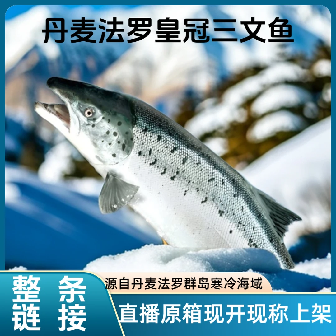 【整条丹麦法罗皇冠三文鱼整条批发】进口冰鲜法罗三文鱼油脂丰富