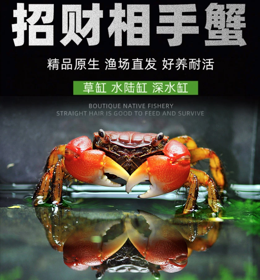 红鳌相手蟹宠物小螃蟹活体爬宠鱼缸观赏蟹招财蟹原生淡水蟹将军蟹