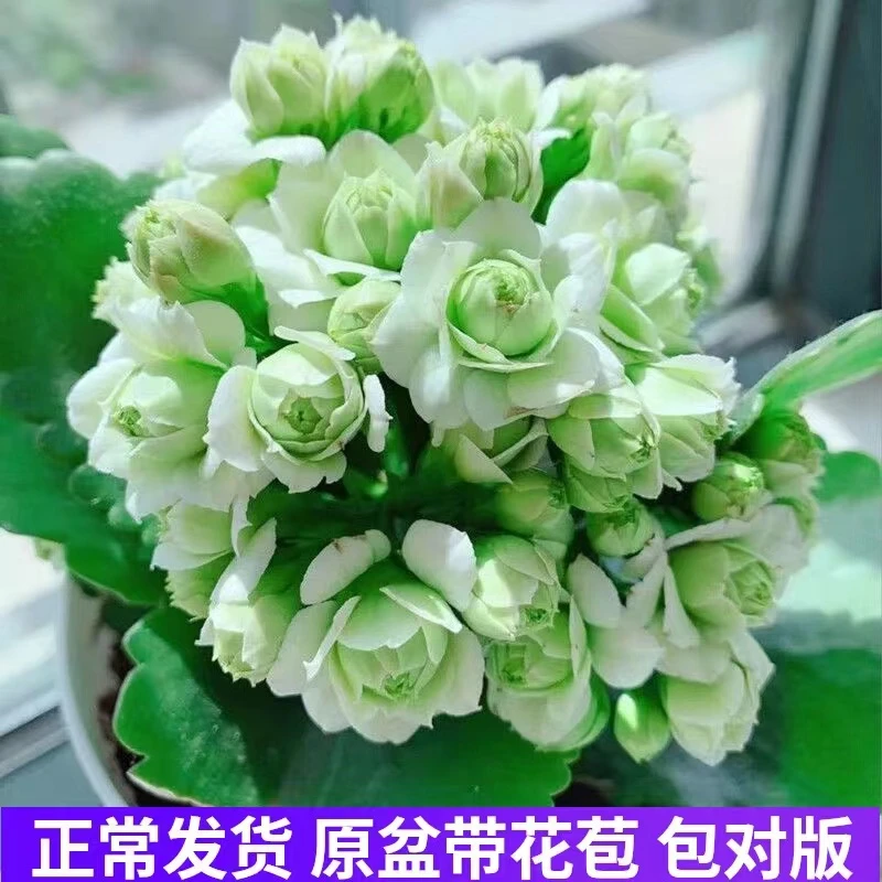 绿巴黎长寿花盆栽重瓣大花带花苞花苗四季室内开花好养护花卉植物