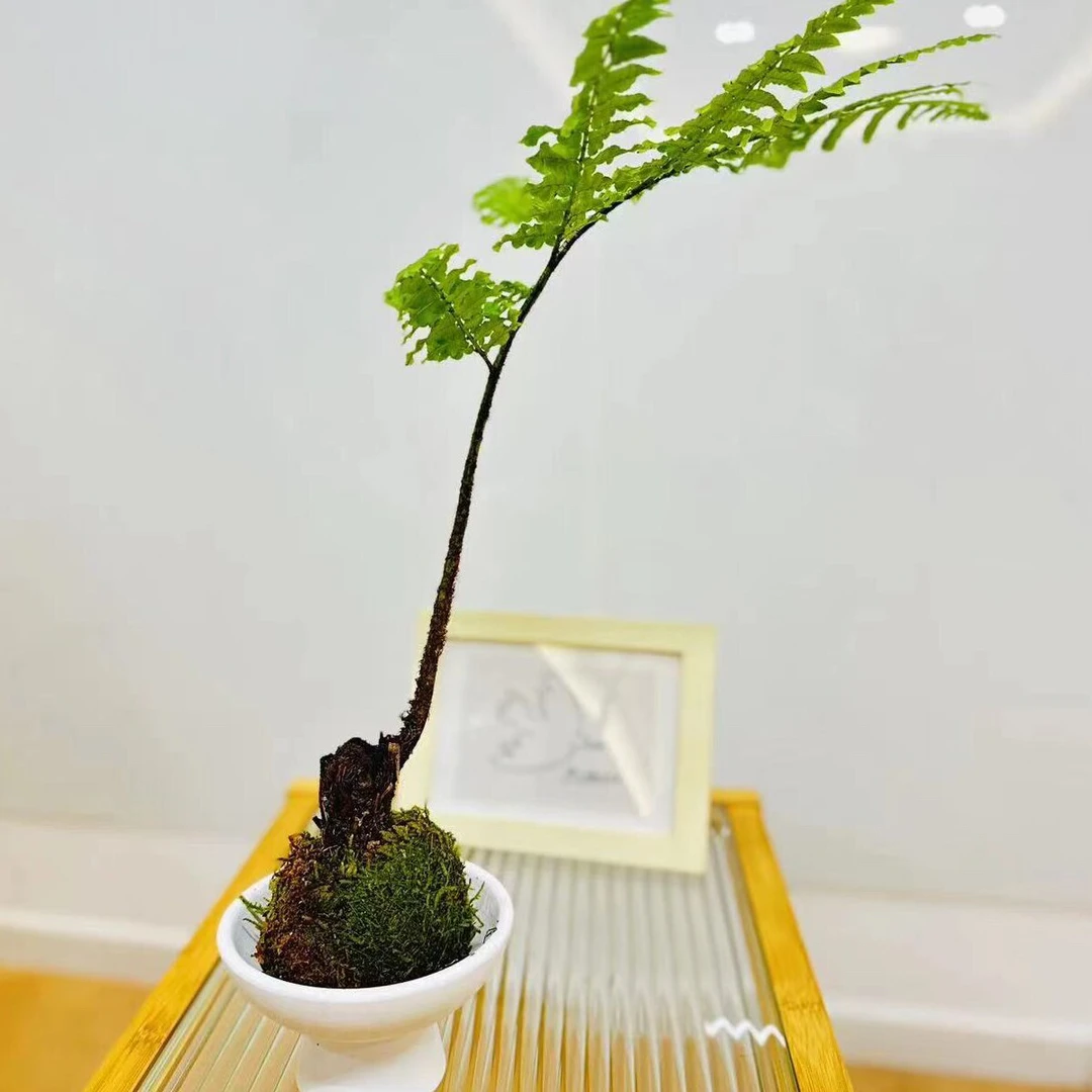 绿植水培苔藓球小盆栽办公室桌面室内茶桌植物四季常青【紫萁蕨】