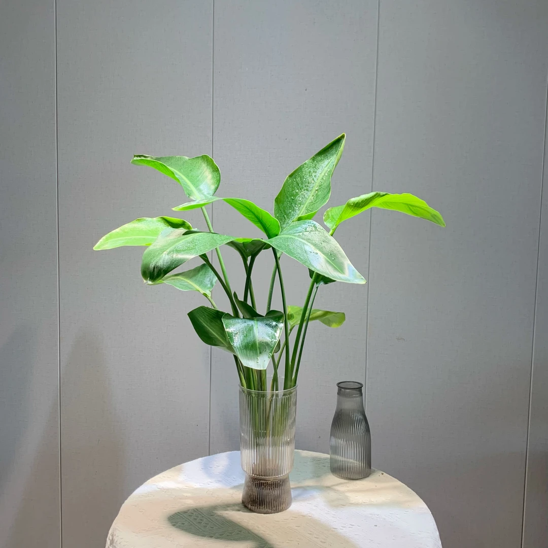 [70-80cm]天堂鸟2棵水培植物客厅室内办公室净化空气好养活