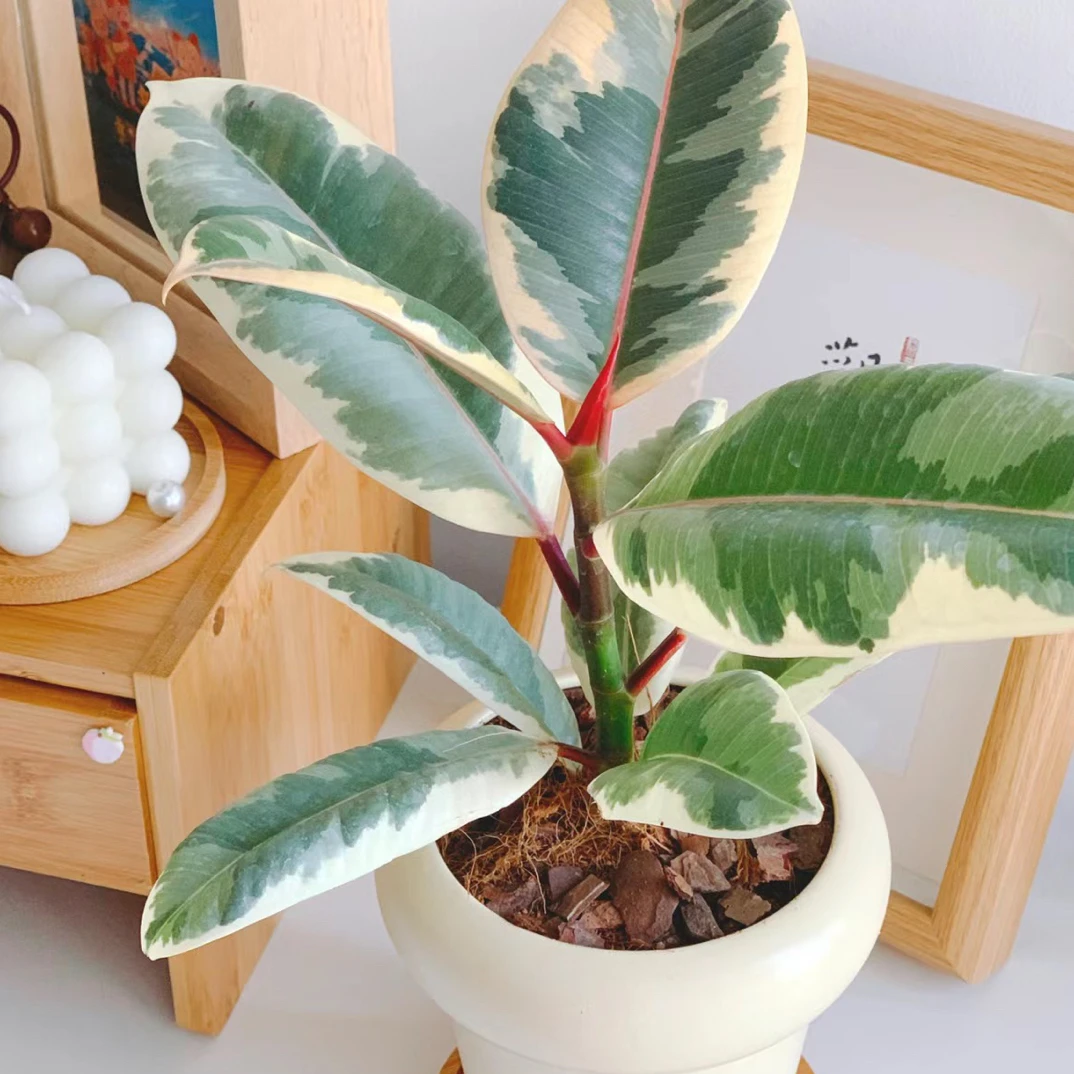 【买二发三】油画纹路花叶橡皮树花金刚室内北欧绿植盆栽耐热好养
