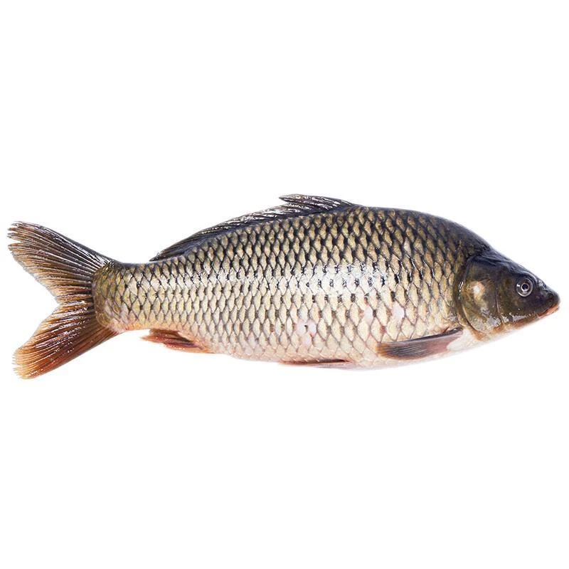 鲜活鲫鱼（宰杀前） 约250-270g/份（默认宰杀，不杀请备注）鲫鱼同城送