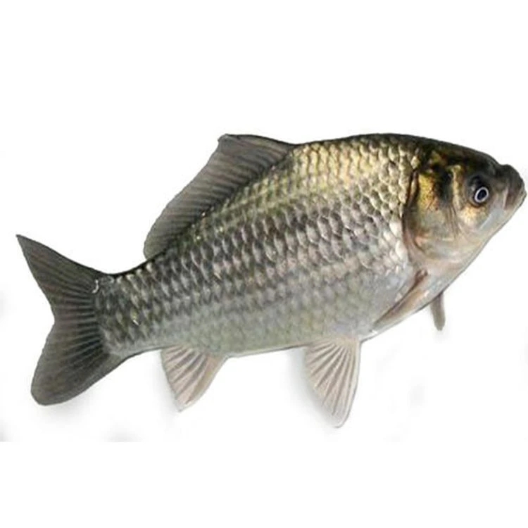 鲜活鲫鱼  约450-500g/份（默认宰杀，不杀请备注，杀完重量有损耗）鲫鱼同城送