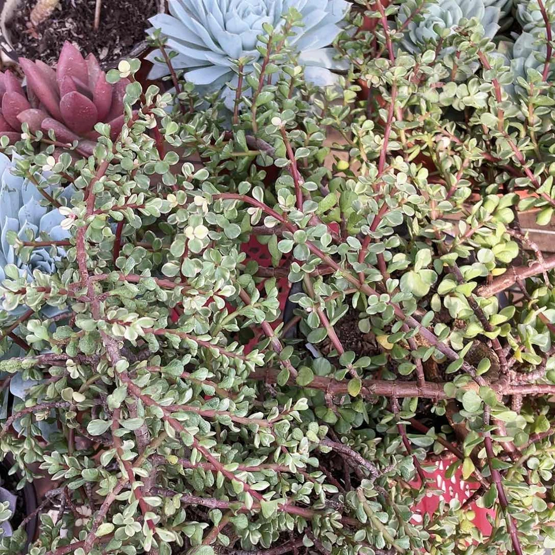 云*道10.18日801多肉植物