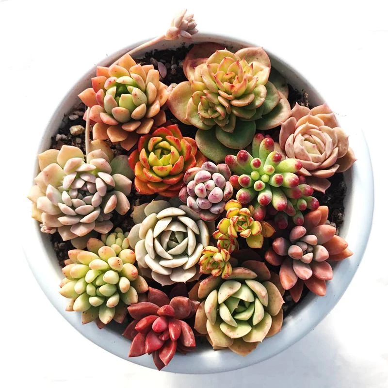 （401-500）（木子专属）一物一拍链接多肉植物（满19元包邮）多肉植物