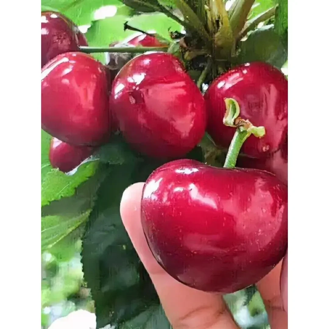 当年结果车厘子树苗樱桃树苖南北方种植盆栽庭院果树矮化大樱桃苗