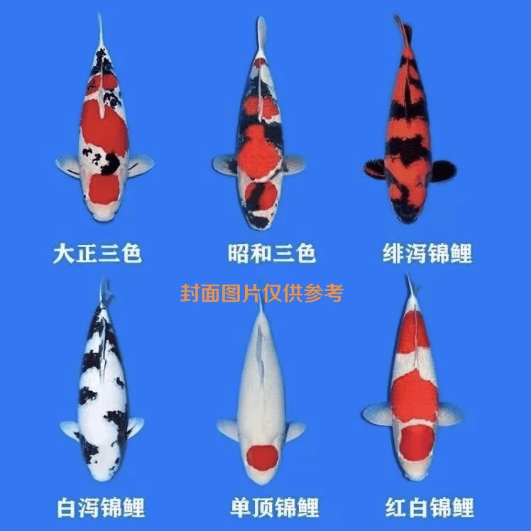 锦鲤观赏鱼红白三色孔雀秋翠大正龙系黄金黑金冷水鱼好养耐活