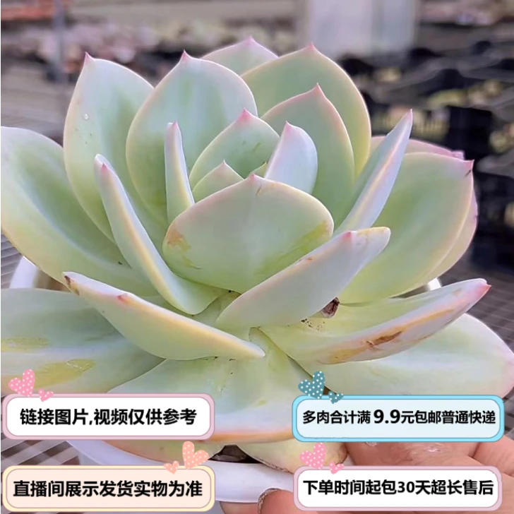 白凤（多肉植物）以直播间展示为准  云南基地源头直发 新手好养