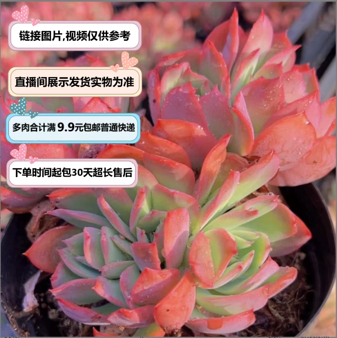 绮罗仙子 （多肉植物）花寻多肉   以直播间展示为准