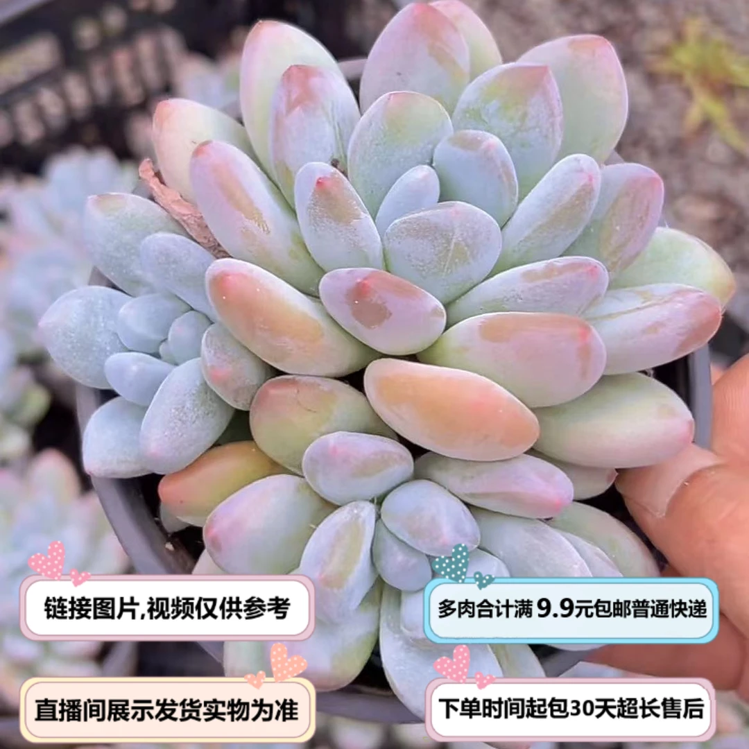 香水(多肉植物)直播间展示为准 云南基地源头直发 新手好养
