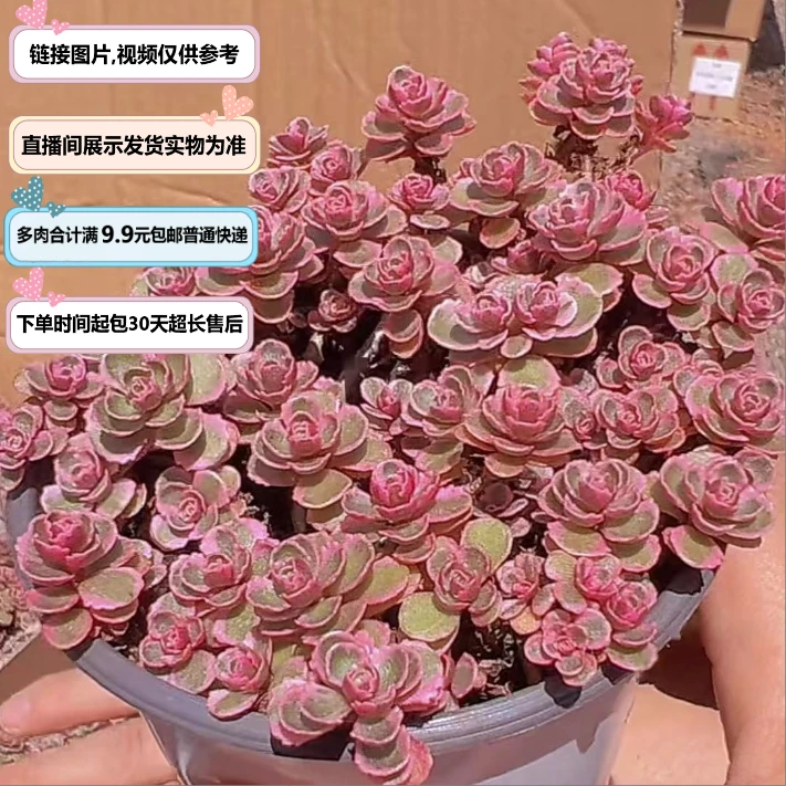小球玫瑰锦（多肉植物）直播间展示为准 云南基地源头直发 新手好养