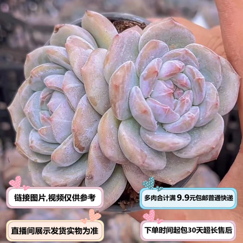 紫皮星影（多肉植物）以直播间展示为准 云南基地源头直发 新手好养