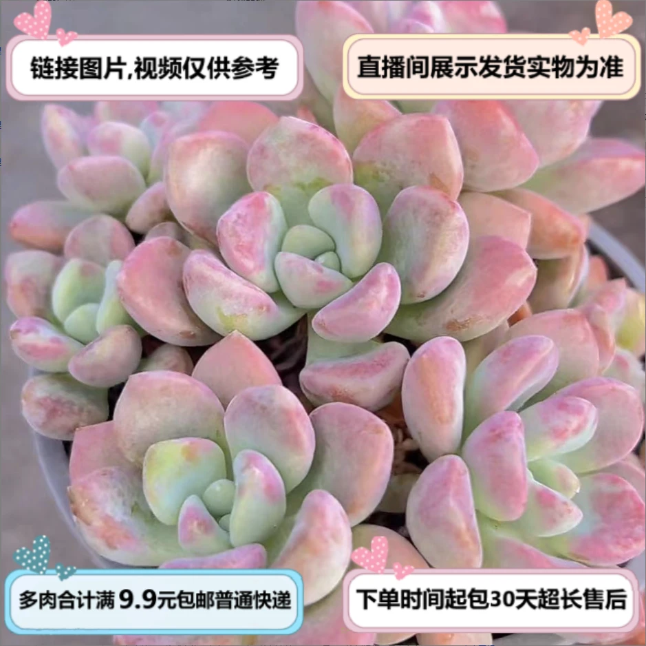 花斑鹿（多肉植物）以直播间展示为准 云南基地源头直发 新手好养