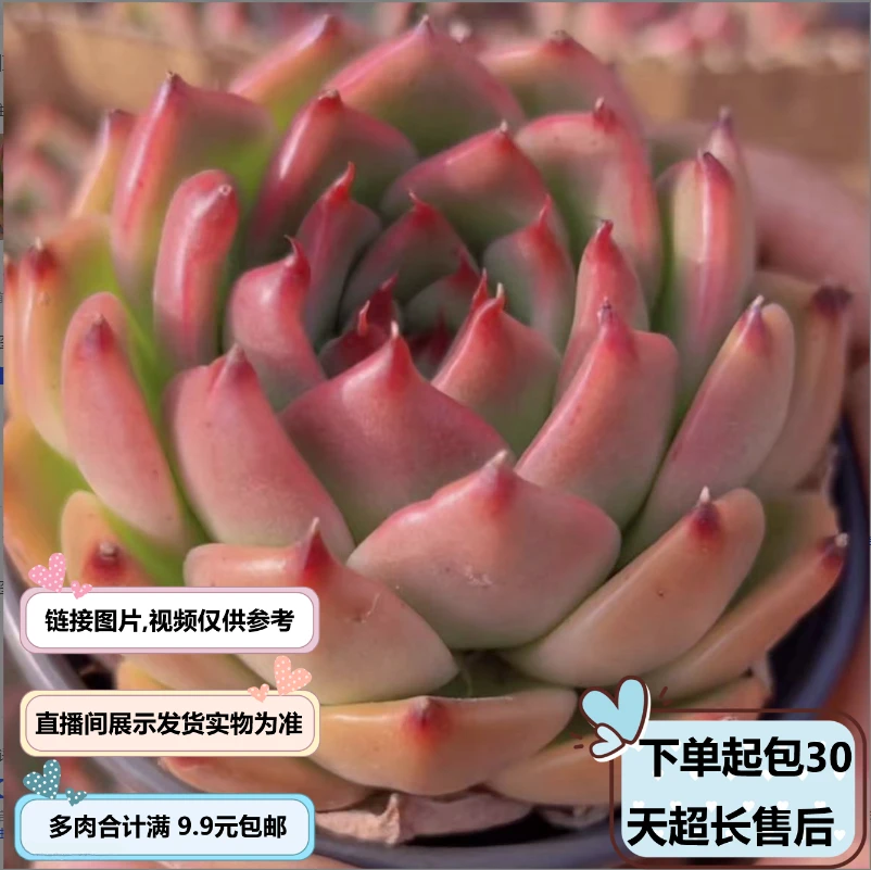 加西亚（多肉植物）以直播间展示为准  云南基地源头直发 新手好养