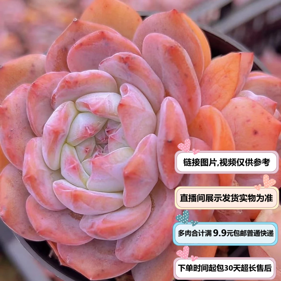 星影（多肉植物）以直播间展示为准 云南基地源头直发 新手好养