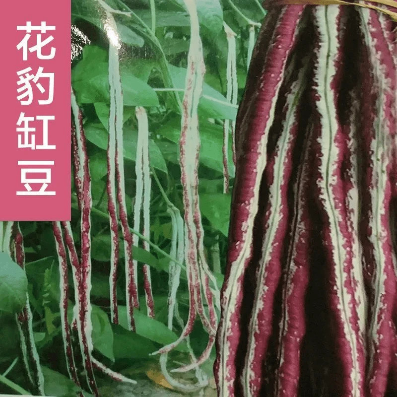 花豹豇豆种子龙纹花豆角八月豆角籽种子四季豇豆子正宗架豆角种子