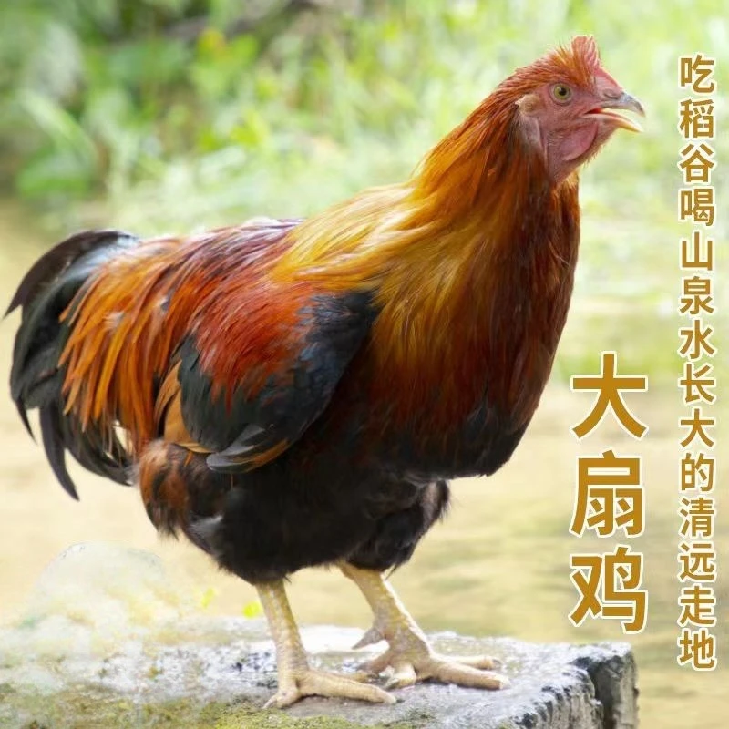 300日玉米扇生鸡（散养阉生鸡）单只净重约5～8斤
