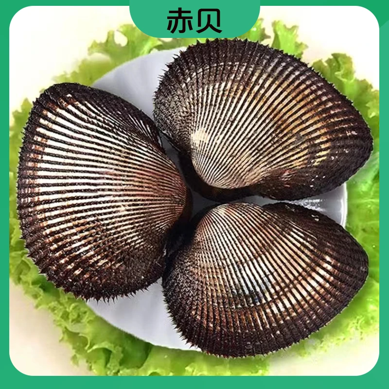 鲜活大赤贝刺身日料寿司火锅新鲜海鲜贝类约2-4个/斤毛蛤血蚶蛤蜊