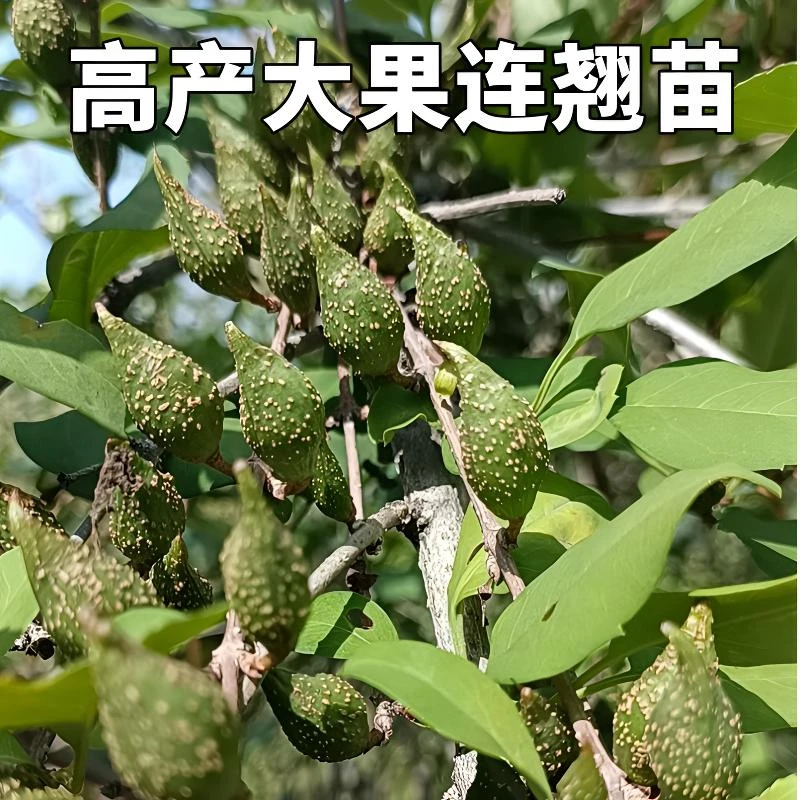 高产大果连翘树苗南北方适宜种植