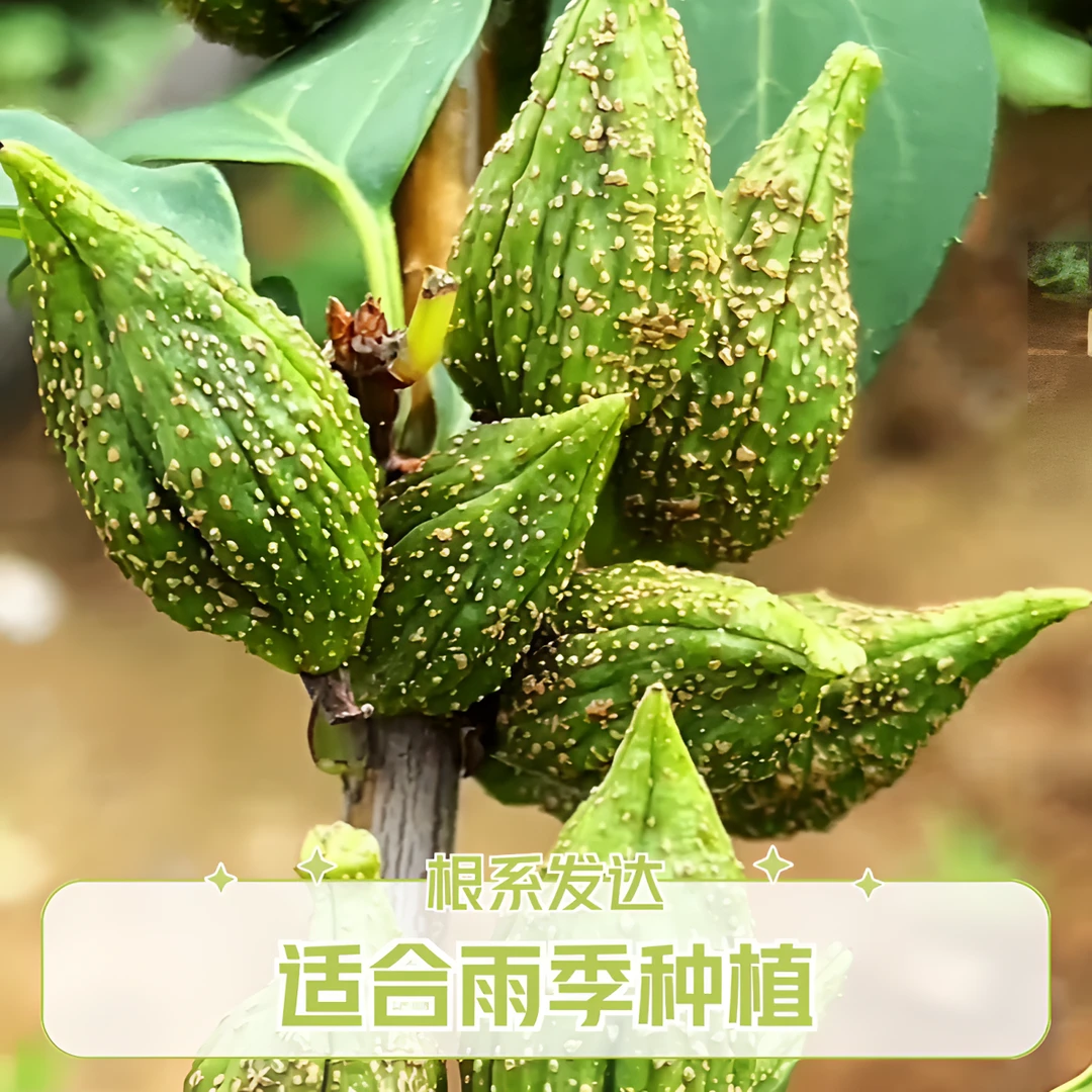 大果连翘苗连翘树苗科研5号根系发达现挖