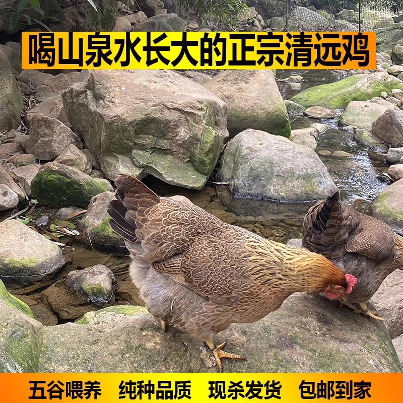 260天深山散养正宗清远鸡 一号麻鸡 走地鸡 土鸡新鲜现杀包邮
