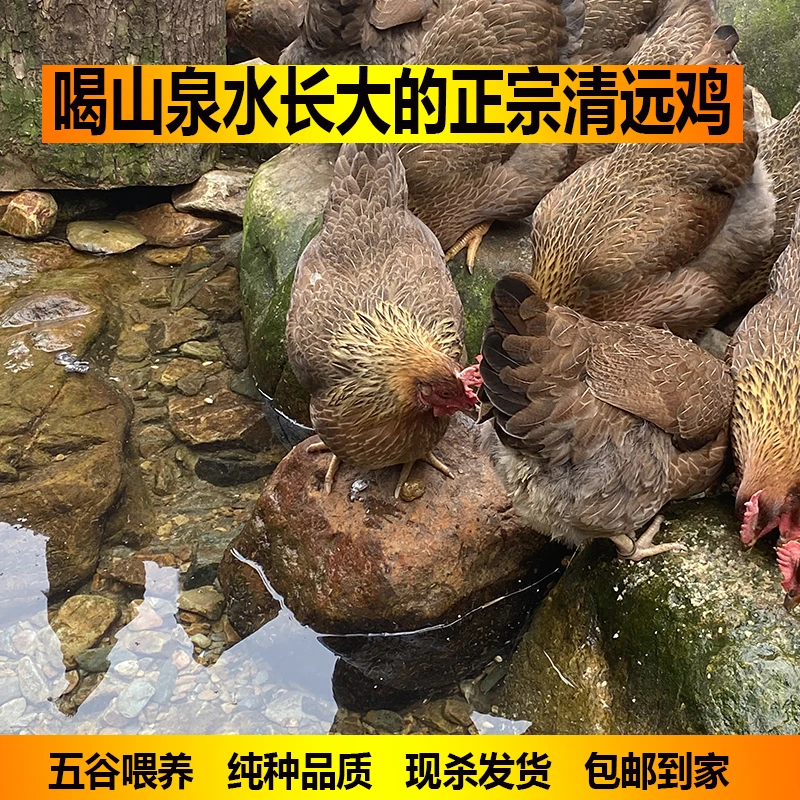160天深山散养正宗清远鸡 一号麻鸡 走地鸡 土鸡新鲜现杀包邮