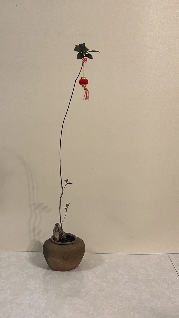 文人中式禅意精美造型盆景