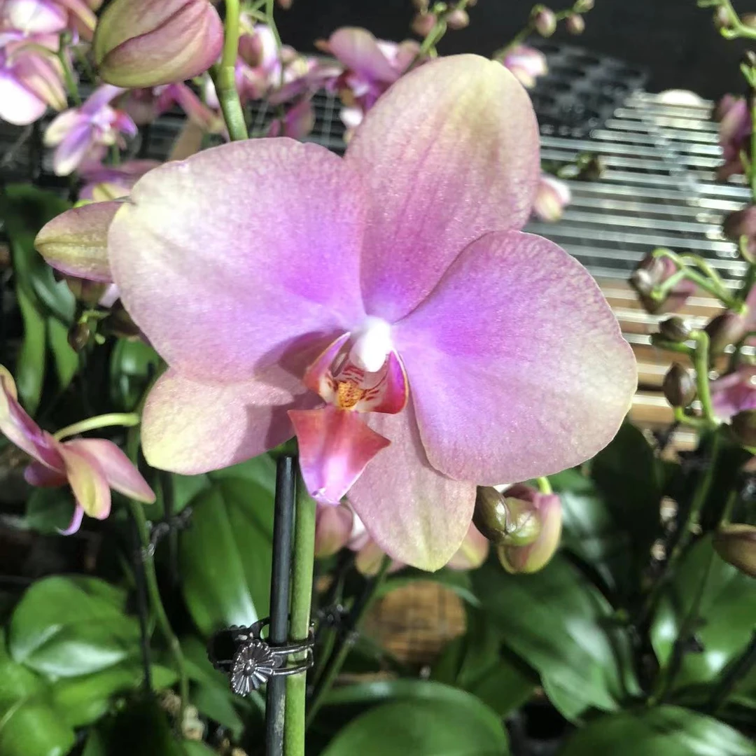 （梵高）蝴蝶兰 室内高端兰花