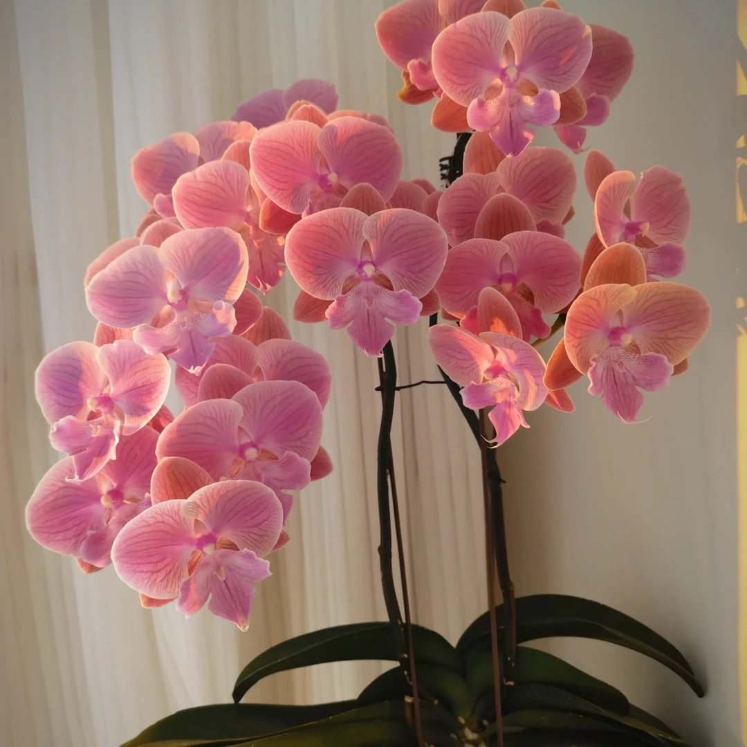 （唯美）叶片微瑕无售后 蝴蝶兰 室内高端兰花