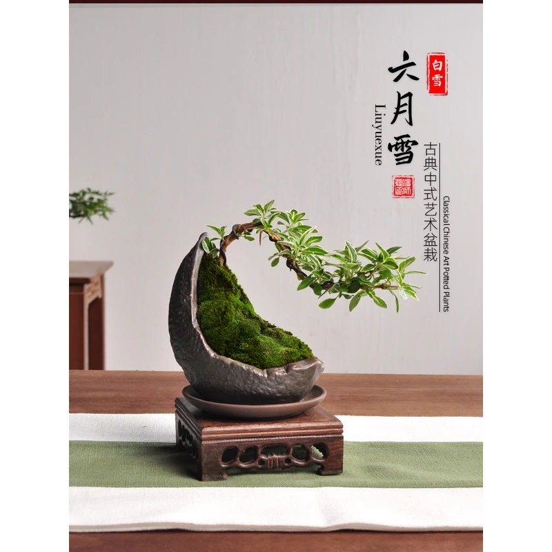 悬崖六月雪盆栽微白花景观桌面摆件禅意室内绿植好养微型植物盆景