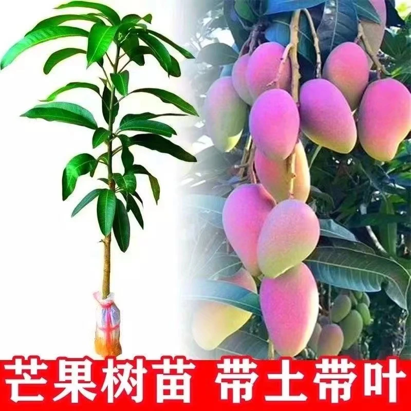 芒果树苗带土叶发货好辨认真假 南北地区可种植