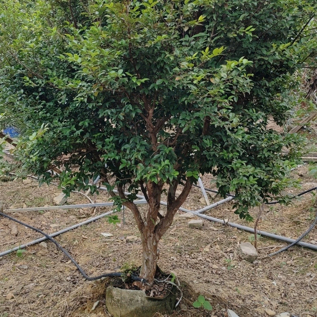 嘉宝果树葡萄开花了