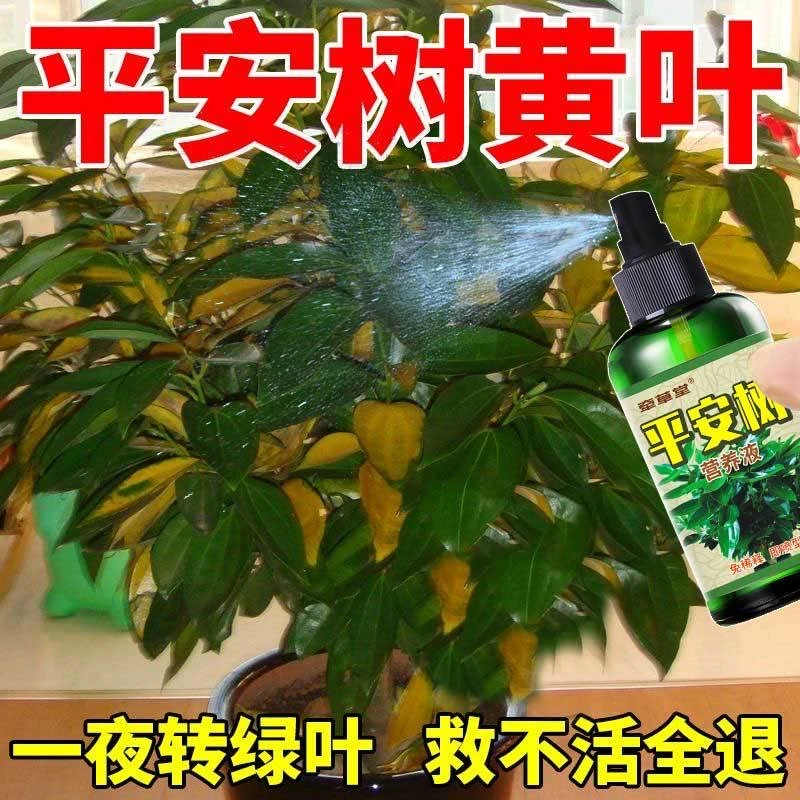 平安树专用肥料营养液黑斑病叶子枯黄掉叶干枯烂叶干尖生根壮苗
