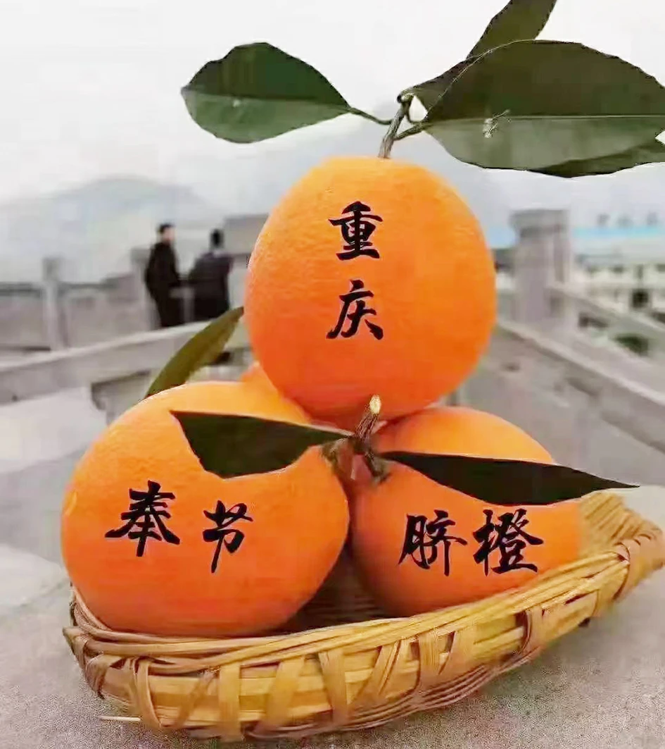 正宗奉节脐橙当季新鲜现摘水果