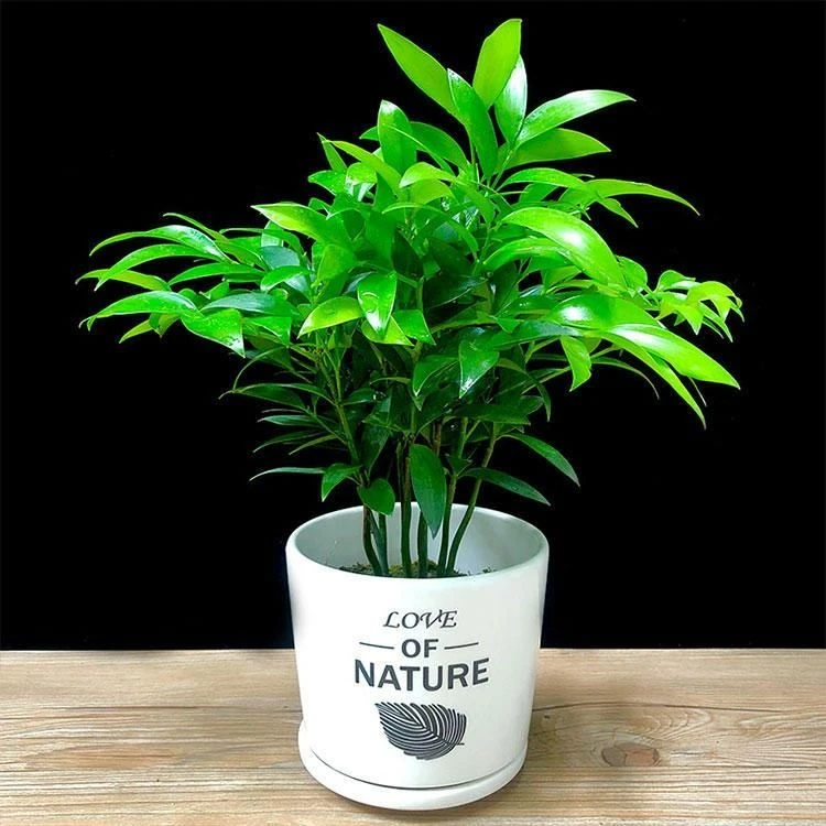 竹柏长寿竹盆栽室内驱蚊植物平安竹室内客厅桌面四季青清香型花卉